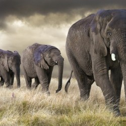 Elephant parade